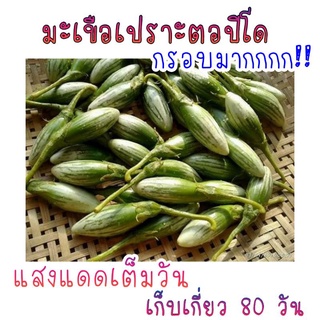 ภาพขนาดย่อของภาพหน้าปกสินค้า100 เมล็ด มะเขือเปราะตอปิโด กรอบมากๆ จากร้าน banndoi_farm บน Shopee