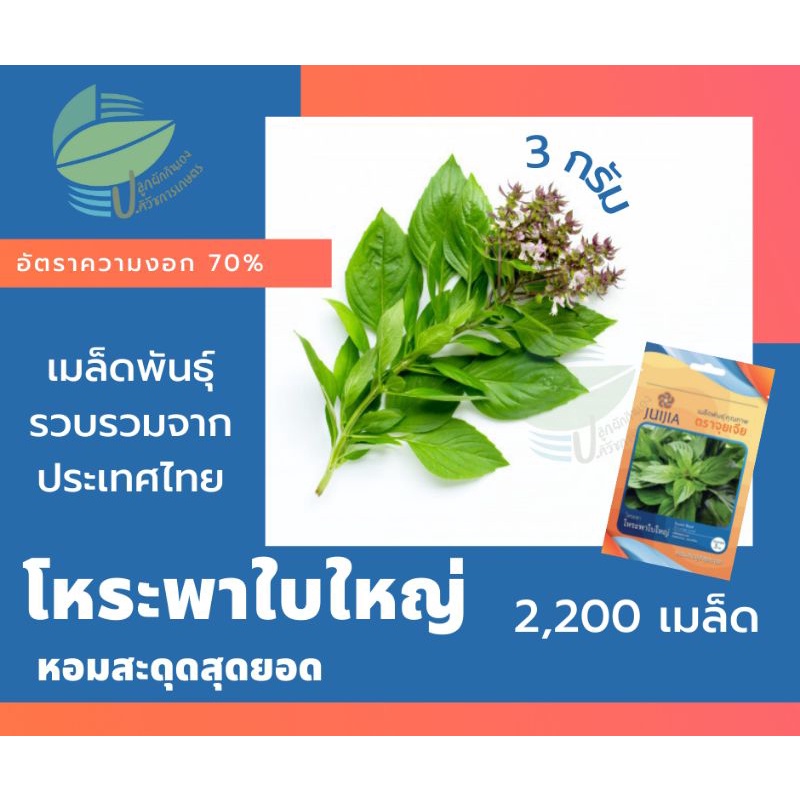 โหระพาใบใหญ่-sweet-basil