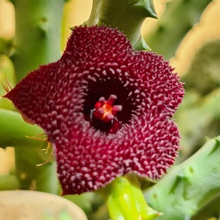 ภาพหน้าปกสินค้าเก๋งจีนดอกแดงเข้ม (Huernia pendurata) กิ่งเด็ดสด, ไม้อวบน้ำ, แคคตัส, cactus ที่เกี่ยวข้อง