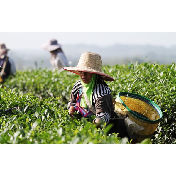 ชามะลิ-250g-tea-mali-สรรพคุณ-ชามะลิ