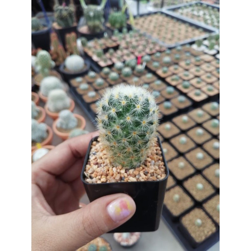 mammillaria-pralifera-ดอกชมพู