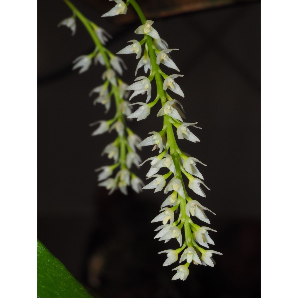 กล้วยไม้สิงโตดอกหอม-bulbophyllum-parviflorum