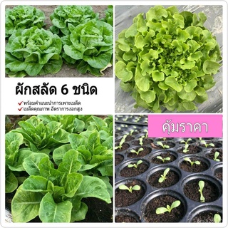 （เมล็ดพันธุ์ ถูก คละ）เมล็ดผักสลัด 6 ชนิด(B) 260 seed พร้อมวิธีการปลูก อัตราการงอกสูง ปลูกง่าย ดูแลง่าย เหมาะกับมื QH6F