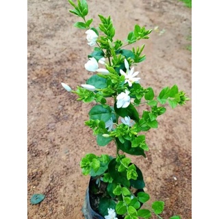 ภาพหน้าปกสินค้าต้นมะลิพวง หรือต้นมลุลี เป็นไม้พุ่มรอเลื้อย ติดดอกดก ดอกออกเป็นช่อกระจุก กลีบดอกตูมสีขาว ที่เกี่ยวข้อง