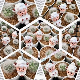 โมเดลแกะน้อย🐑น่ารักมาก ตุ๊กตาแต่งสวน😍🌸🌵งานเรซิ่นมี3แบบ