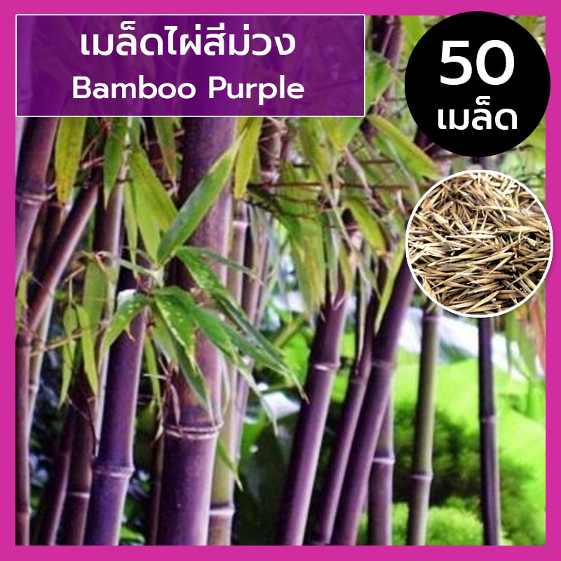 เมล็ดไผ่สีม่วง-เมล็ดไผ่-ไผ่สีม่วง-purple-bamboo-หายาก-20-50-เมล็ด-เมล็ดนำเข้า