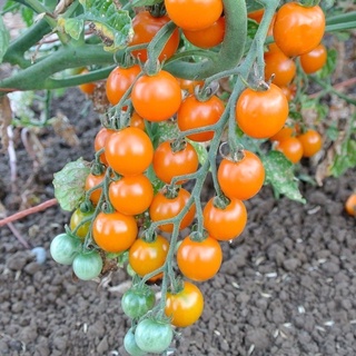 เมล็ดพันธุ์ มะเขือเทศเชอรี่ ซันโกลด์  (Sungold Tomato Seed) หวาน Brix บรรจุ  เมล็ด คุณภาพดี50 เมล็ด (ไม่ใช่พืช)