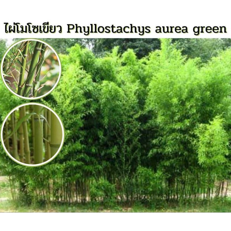 ไผ่โมโซเขียว-phyllostachys-aurea-green-ไผ่ประดับ-ไผ่สวยงาม