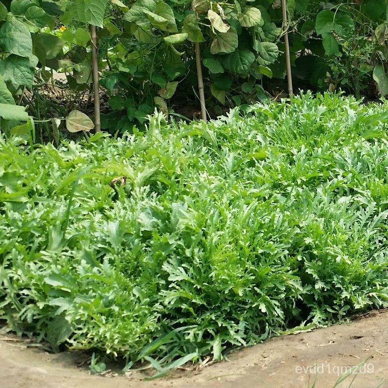 chicory-seed-bitter-chrysanthemum-rapeseed-seed-bud-seed-single-seed-lettuce-chicory-seededเมล็ดเชีย-เมล็ดกุหลาบ-เมล็ดดอ