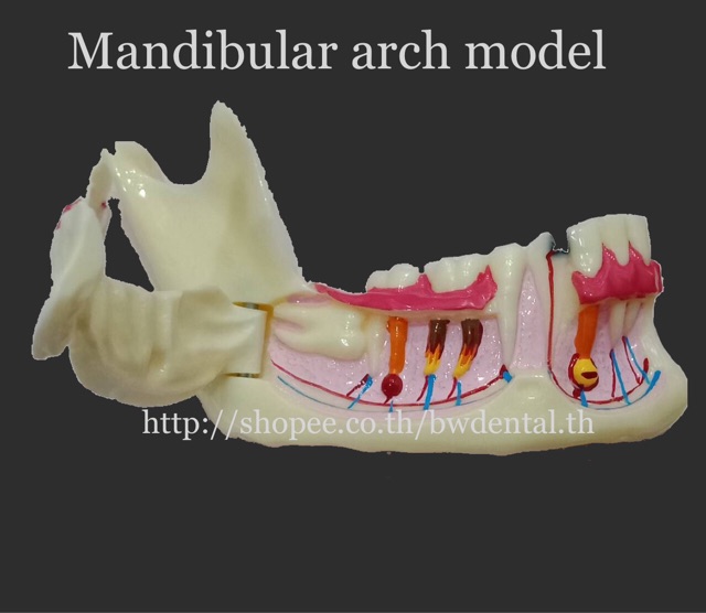 dental-communication-model-mandibular-model-for-dental-teaching-training-model