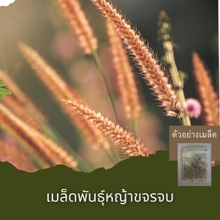 เมล็ดพันธุ์หญ้าขจรจบ30เมล็ด🔺ขั่นต่ำโปรดสั่งสินค้าภายในร้าน30บาทขึ้นไปค่ะ