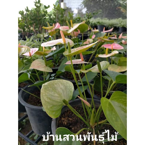 ต้นหน้าวัว-พันธุ์แพนโดร่า