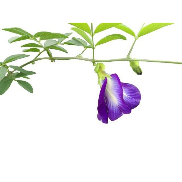 r20-อัญชันผง-100-g-butterfly-pea-อัญชันผง100-อัญชันบด-ดอกอัญชัน-อัญชันอบแห้ง-อัญชันตากแห้ง-น้ำอัญชัน-อัญชันสีม่วง