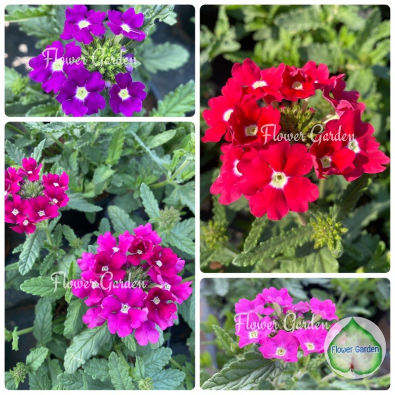 F61 เวอร์บีน่า ชมพู ม่วง แดง ไม้ประดับ แบบถุง | Shopee Thailand