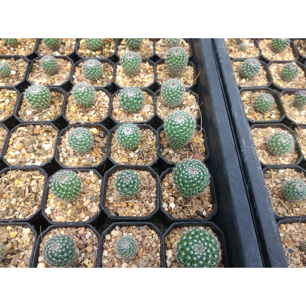 แมมแม่เฒ่า-mammillaria-hahniana-ขนาด-2-5-3-ซม-ต้นแคคตัส-ต้นกระบองเพชร-กรุณาอ่านรายละเอียดก่อนทำการสั่งซื้อครับ