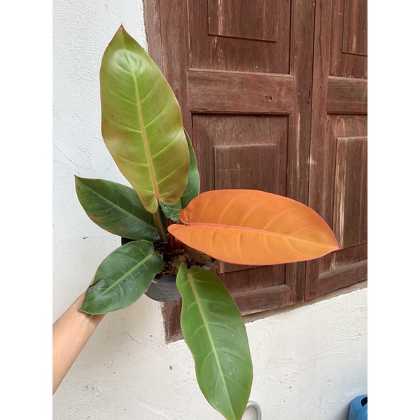 ฟิโลเดนดรอนเชอรี่เรด-ต้นใหญ่-philodendron-กุมารแดงเรียกทรัพย์-กระถาง-8-นิ้ว-ใบใหญ่-9-นิ้ว