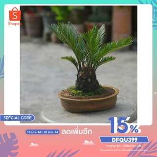 หัวหน่อ ปรงญี่ปุ่น Cycas siamensis ขนาดจิ๋ว 50-60 เซนติเมตร ขนาดใหญ่ หายาก ส่วนใหญ่จึงนิยมปลูกปรงเป็นไม้ประดับ