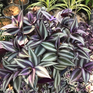 ก้ามปูหลุด 🌿 Tradescantia Zebrina (กระถาง8นิ้ว+ที่แขวน)