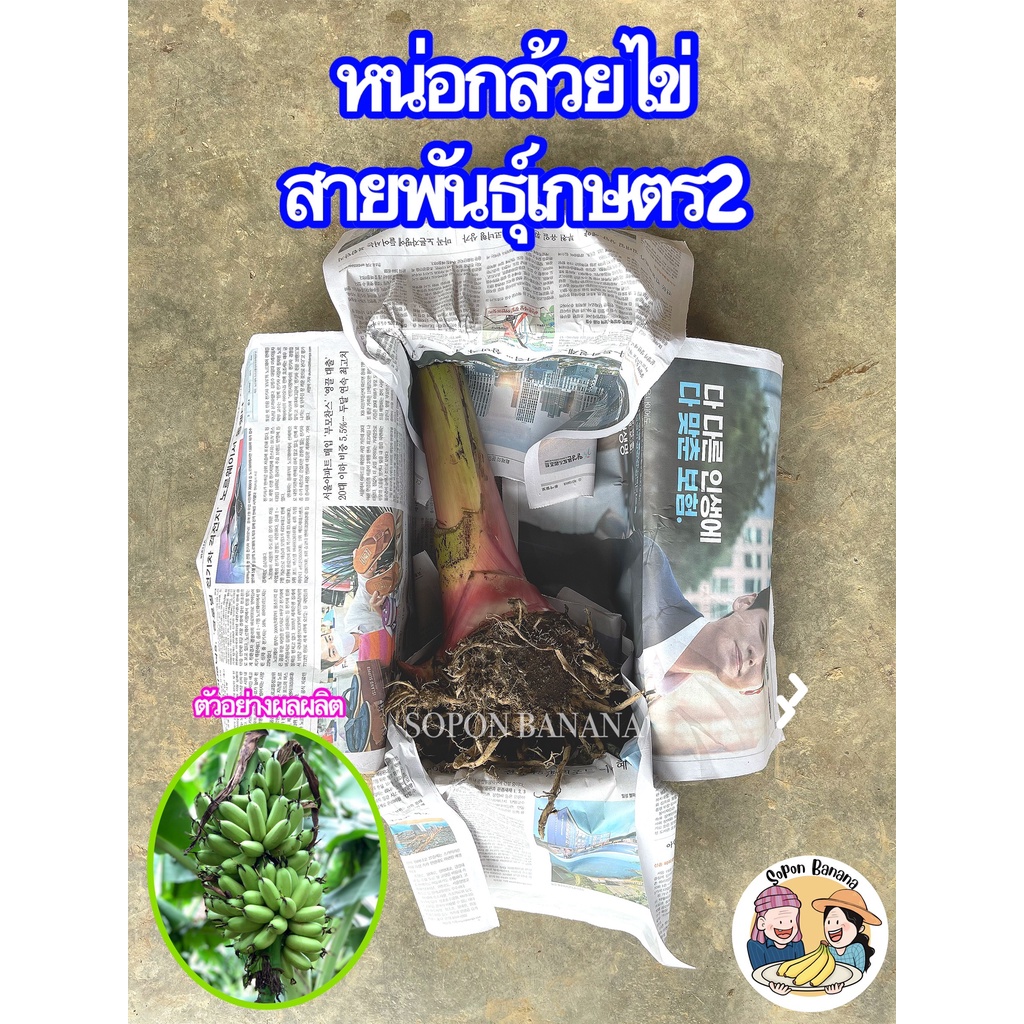 ราคาและรีวิวหน่อกล้วยไข่ สายพันธุ์เกษตร2 หรือ กล้วยไข่เกษตรศาสตร์ 2 เครือจะยาวและใหญ่กว่าเครือของกล้วยไข่ทั่วไป รสชาติ อร่อย