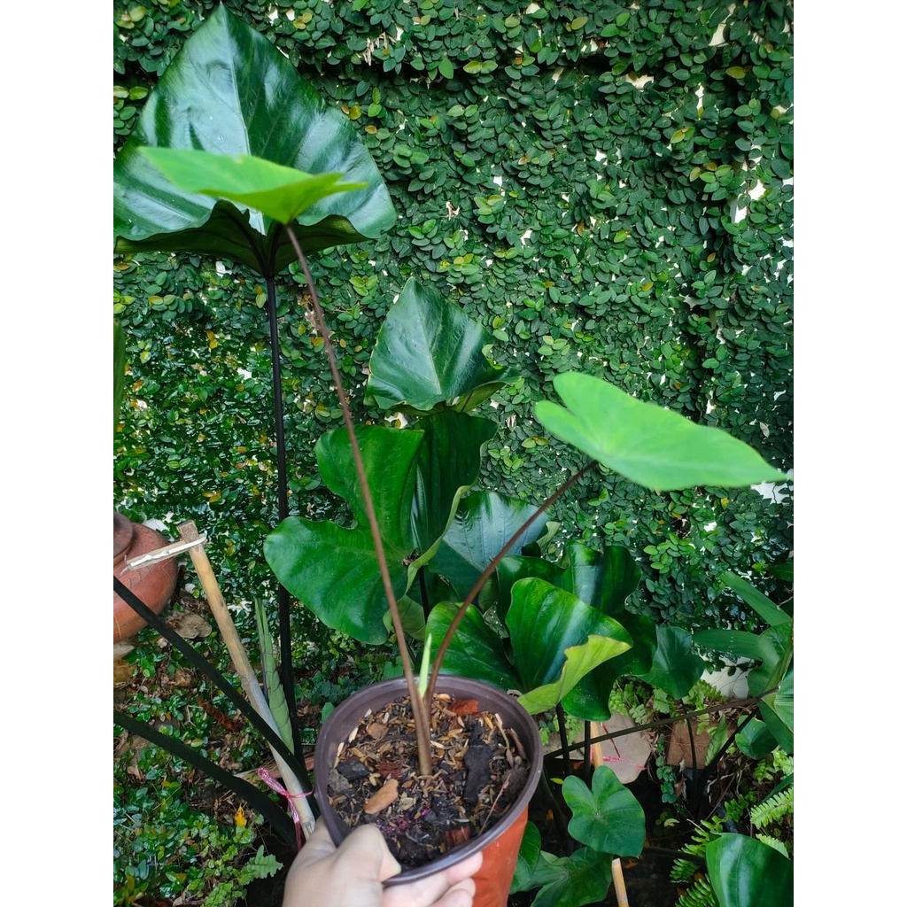 colocasia-coffee-cup-บอนคอฟฟี่คัพ-สูง-30-50-cm-กระถาง-4-นิ้ว-ส่งต้นไม้พร้อมกระถาง