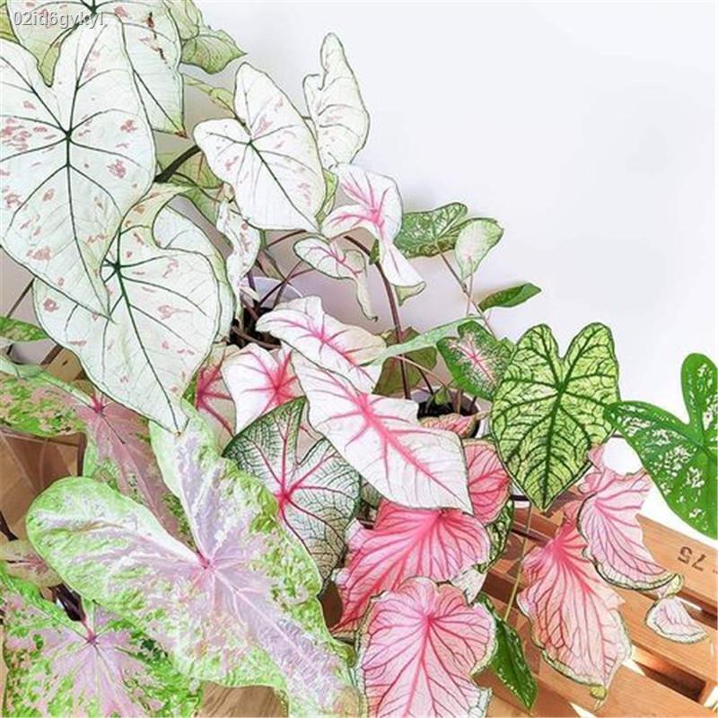 02id6gykyl100เมล็ด-mixed-colors-caladium-seeds-บอนสีหายาก-บอนสีแปลกๆ-บอนต้นสีแปลกๆ-บอนสีหายาก-ต้นไม้บอลสี-ต้นไม้มงคล-ต้น