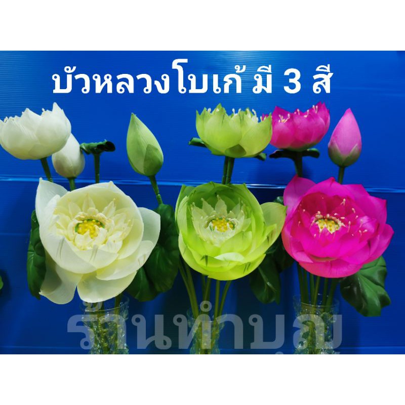 ดอกบัว-บัวหลวงโบเก้-ดอกบัวหลวง-สูง-47-ซม-ใหญ่-มี-3-สี-บัวสีขาว-บัวสีเขียว-บัวสีชมพู-พร้อมส่ง