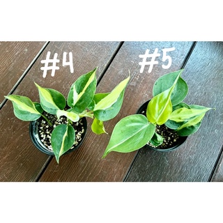 [Update เพิ่ม‼️] พลูบราซิลด่าง 3 สี Philodendron Hederaceum cream splash