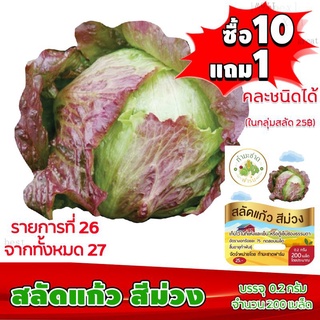 [10แถม1 มีคู่มือ] เมล็ดพันธุ์ สลัดแก้ว สีม่วง Purple Iceberg ประมาณ 200 เมล็ด (0.2กรัม) เมล็ดพันธุ์ ผักสลัด ทำมะชาดฟาร์ม