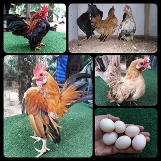 สินค้า ไข่เชื้อไก่แจ้ซารามอ(เป็นไก่ที่เล็กที่สุดในโลก)​สำหรับนำไปฟัก(เป็นไข่ใหม่)​จำนวน1ฟอง