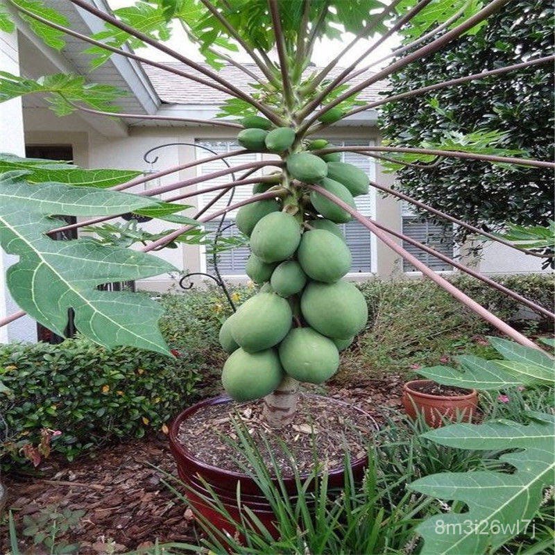 ถูก-ใหม่-สายพันธุ์20-เมล็ด-ซอง-เมล็ดมะละกอ-พันธุ์เลดเลดี้-papaya-seeds-ต้นไม้-เมล็ดพันธุ์-plants-พันธุ์ไม้ผล-อุปกรณ-gv