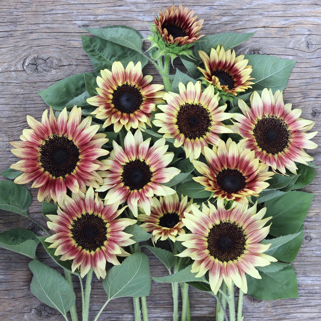 sunflower-ruby-eclipse-10-seeds-qkkd