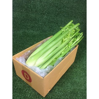 เซเลอรี่สด 🥬 - เซเรอลี่ เซรารี่ เซลารี่ Celery ผักสด ขึ้นฉ่ายฝรั่ง ขึ้นช่ายฝรั่ง