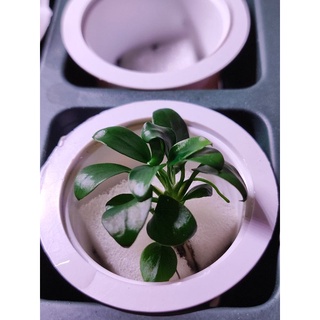 [รอของเข้า] Anubias barteri var. nana Petite อนูเบียสพริตตี้ แคระ (ใบบก)