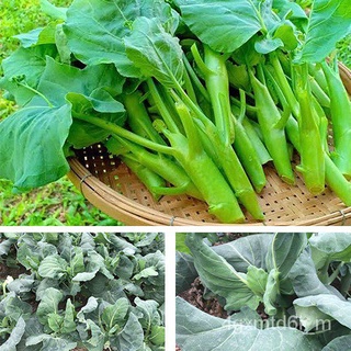 พร้อมส่ง ❗ เมล็ดพันธุ์แท้ OP แท้   คะน้าเห็ดหอม - Chinese Kale ลำต้นใหญ่ ลำต้นอวบ เมล็ดพันธุ์ผัก เมล็ดคะน้าสมุนไพรนำเข้า