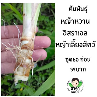 ต้นพันธุ์หญ้าหวานอิสราเอลชุด 60 ท่อน หญ้าสำหรับเลี้ยงสัตว์