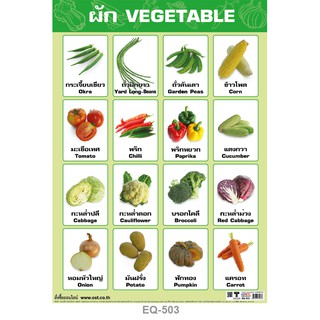 ผัก vegetables โปสเตอร์สื่อความรู้ กระดาษหุ้มพลาสติก ขนาด 50*70 cm  #EQ-503