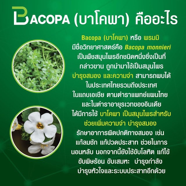 บำรุงสมอง-ป้องกันอับไซเมอร์-กิฟฟารีน-บาโคพา-bacopa-บำรุงสมอง