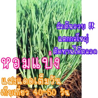 เมล็ดพันธุ์  หอมแบ่ง  150 เมล็ด