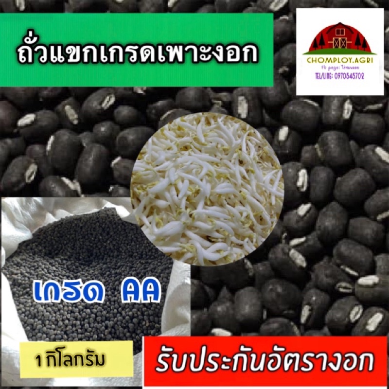 ถั่วแขกเพาะงอก-เกรดaa-1กก-อัตรางอกดีมาก-ตาโปน-เมล็ดสะอาด