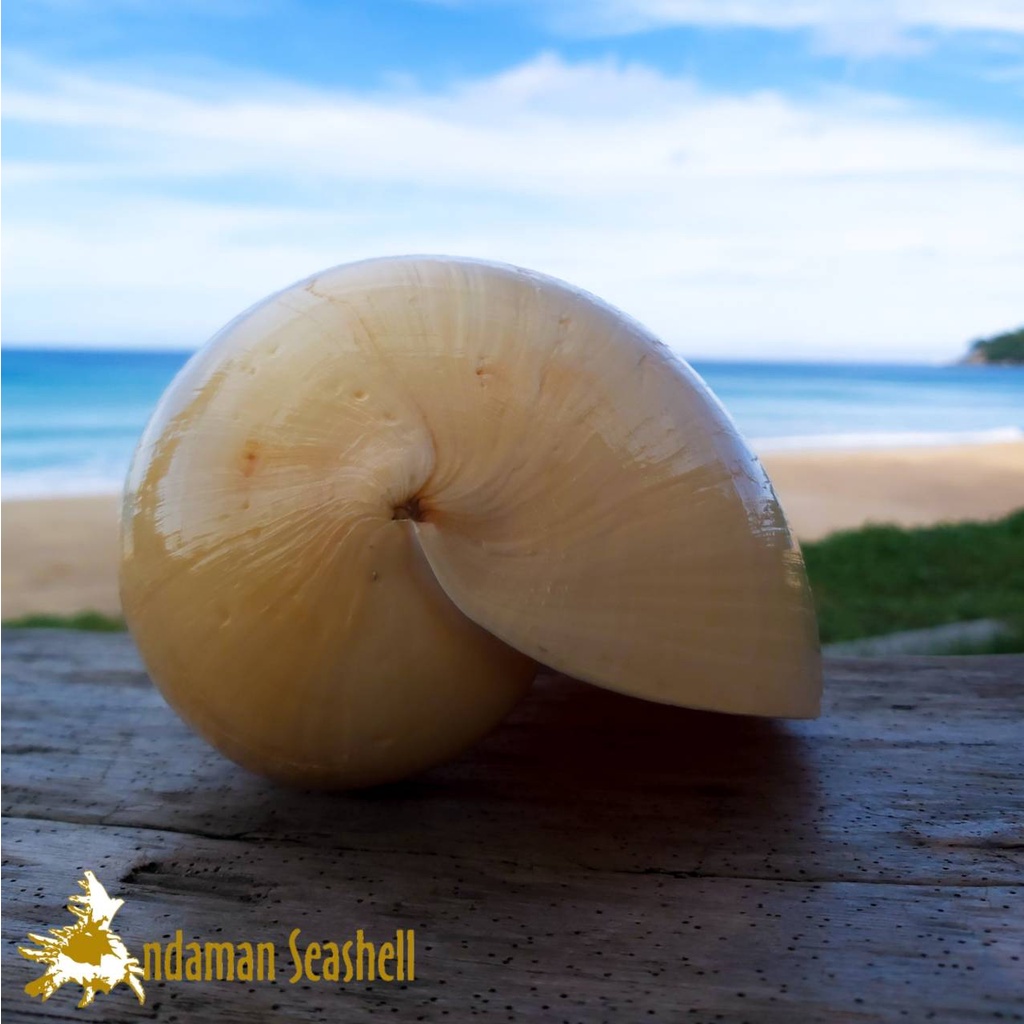 andaman-seashell-เปลือกหอย-หอยโข่งปากกว้าง-melo-melo