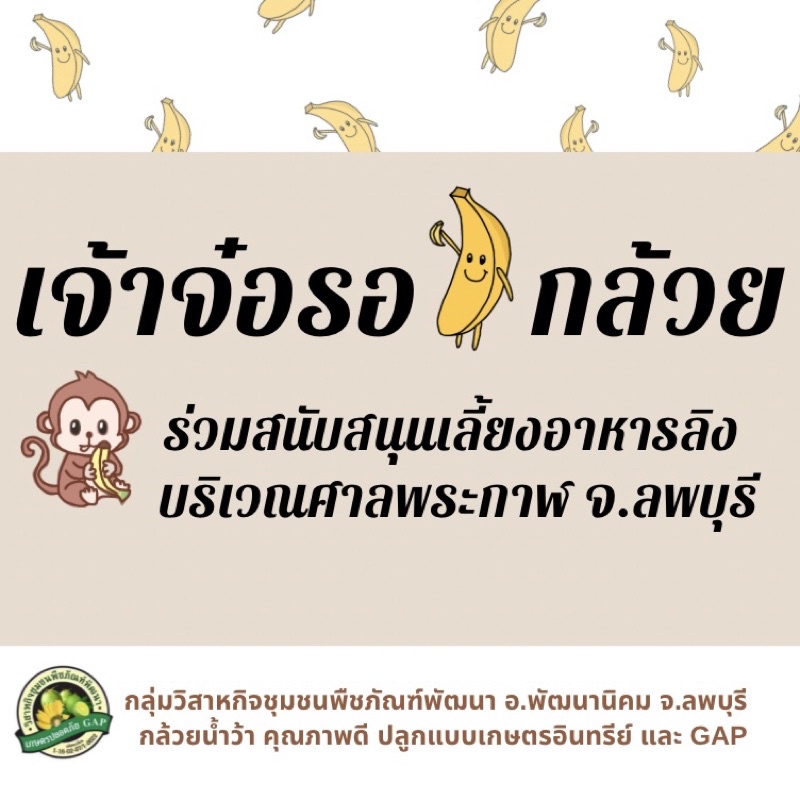 ภาพหน้าปกสินค้าโครงการเจ้าจ๋อรอกล้วย สั่งกล้วยเลี้ยงอาหารลิง ศาลพระกาฬ จ.ลพบุรี