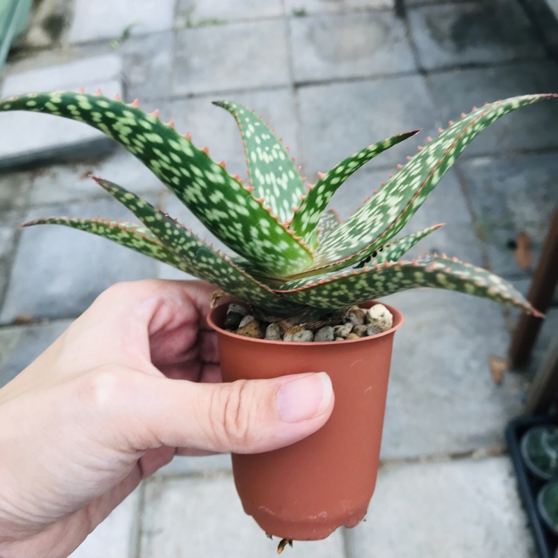 aloe-hybrid-ขอบแดง-1-ต้น-11cm-cactus-แคคตัส-กระบองเพชร-ตะบองเพชร-เมล็ดพันธุ์-ต้นไม้