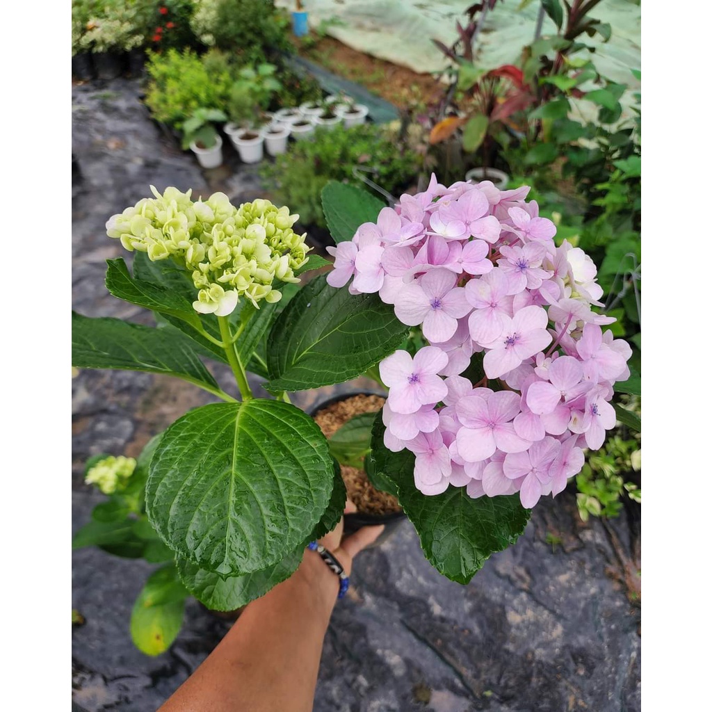 1ต้น-ต้น-ดอก-ไฮเดรนเยีย-hydrangea-พันธุ์-ดอกใหญ่-สวนนายนนท์