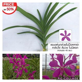 แขนงกล้วยไม้ม็อคคาร่า คาลิปโซ่ 50 ต้น สีม่วง (Mokara Purple Calypso Plant)