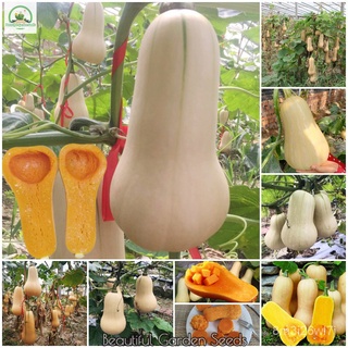 （เมล็ดพันธุ์ ถูก คละ）เมล็ดพันธุ์ ออแกนิค บัตเตอร์นัท Organic Butternut Pumpkin Seeds for Planting (ประมาณ 20 เมล็ด) เมล็