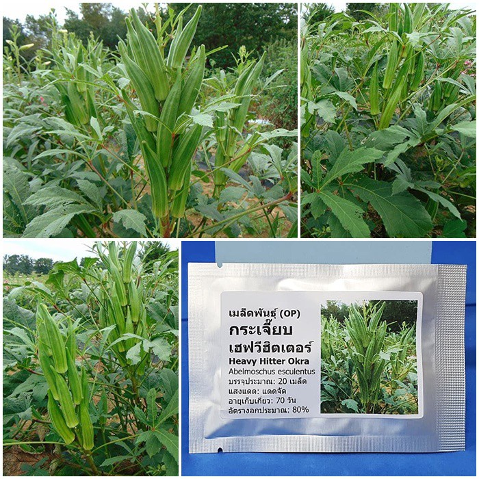 เมล็ดพันธุ์ กระเจี๊ยบ เฮฟวีฮิตเตอร์ (Heavy Hitter Okra Seed) บรรจุ 20