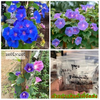 (ขาย เมล็ด ) ต้น ดอก เมล็ด ผักบุ้งฝรั่ง Morning glory มอร์นิ่ง กลอรี่ สีม่วง ม่วง / ดอกไม้ลายสวย