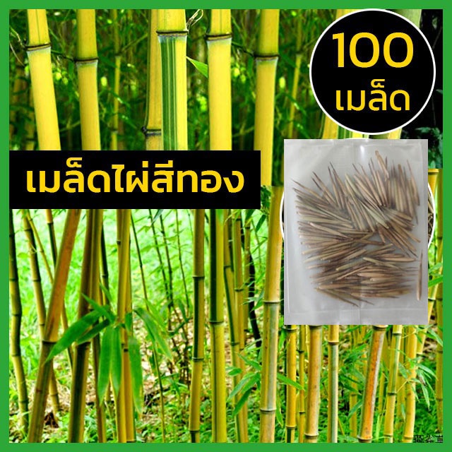 เมล็ดไผ่สีทอง-เมล็ดไผ่-สีทอง-ไผ่-สีเหลือง-golden-yellow-bamboo