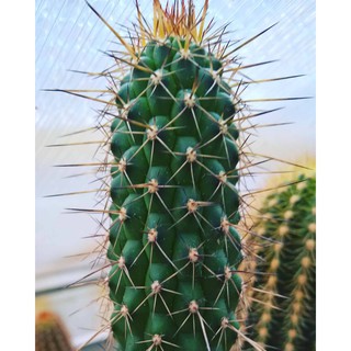 Trichocereus Thelegonus (10 seeds)