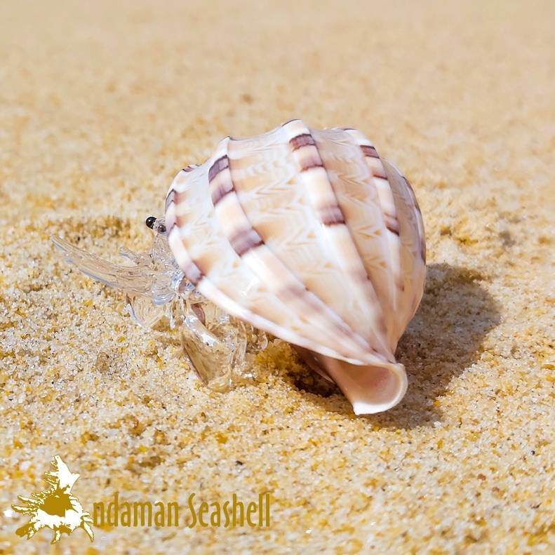 andaman-seashell-แก้วเป่าติดเปลือกหอย-รูปปูเสฉวน-ติดเปลือหอยกรีบมะเฟือง-harpa-major-ไซส์-a